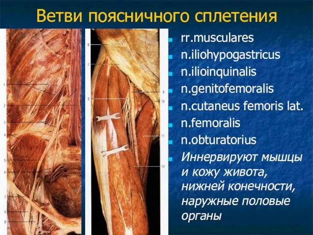 Ветви поясничного сплетения rr.musculares n.iliohypogastricus n.ilioinquinalis n.genitofemoralis n.cutaneus femoris lat. n.femoralis