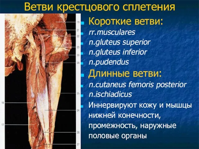 Ветви крестцового сплетения Короткие ветви: rr.musculares n.gluteus superior n.gluteus inferior n.pudendus