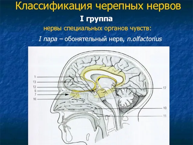 Классификация черепных нервов I группа нервы специальных органов чувств: I пара – обонятельный нерв, n.olfactorius