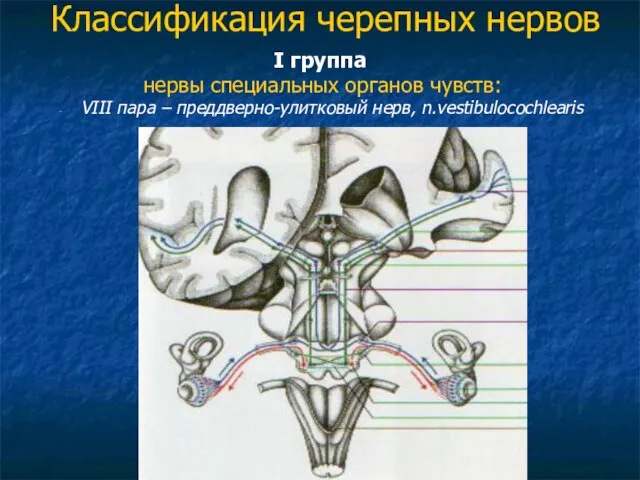 Классификация черепных нервов I группа нервы специальных органов чувств: VIII пара – преддверно-улитковый нерв, n.vestibulocochlearis