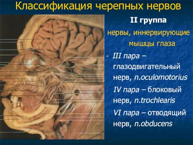 Классификация черепных нервов II группа нервы, иннервирующие мышцы глаза - III