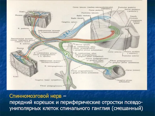 Спинномозговой нерв – передний корешок и периферические отростки псевдо- униполярных клеток спинального ганглия (смешанный)