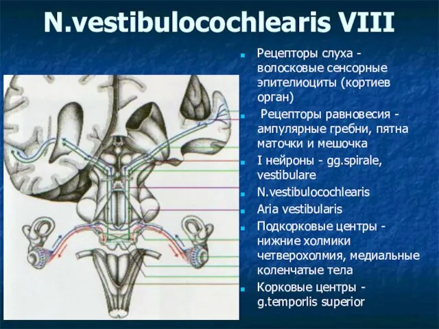 N.vestibulocochlearis VIII Рецепторы слуха - волосковые сенсорные эпителиоциты (кортиев орган) Рецепторы
