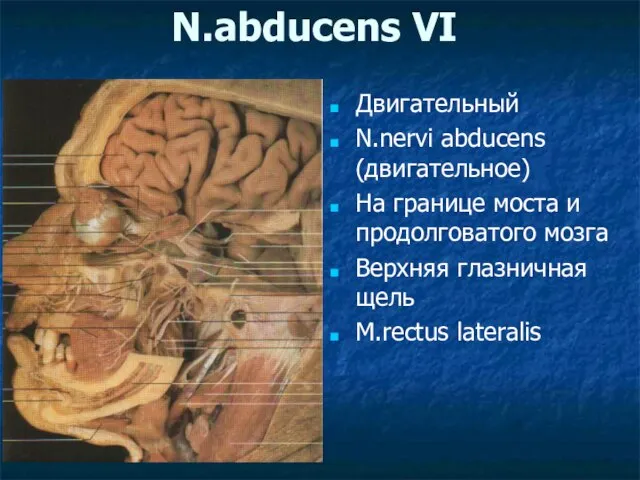 N.abducens VI Двигательный N.nervi abducens (двигательное) На границе моста и продолговатого