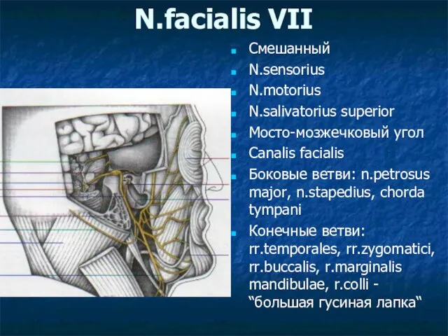 N.facialis VII Смешанный N.sensorius N.motorius N.salivatorius superior Мосто-мозжечковый угол Canalis facialis
