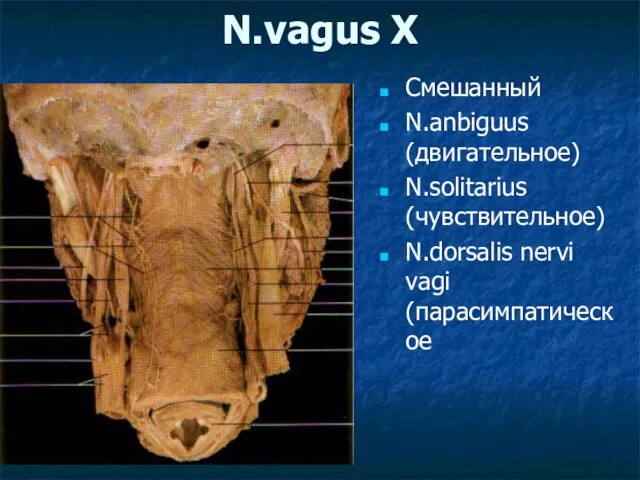 N.vagus X Смешанный N.anbiguus (двигательное) N.solitarius (чувствительное) N.dorsalis nervi vagi (парасимпатическое