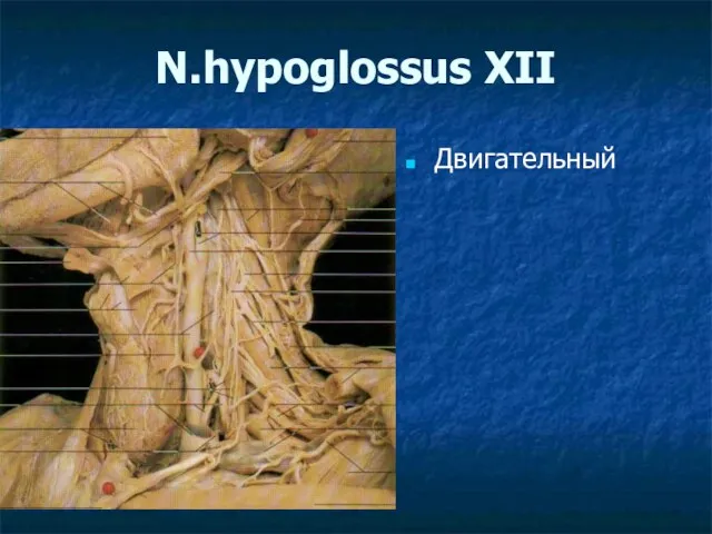 N.hypoglossus XII Двигательный