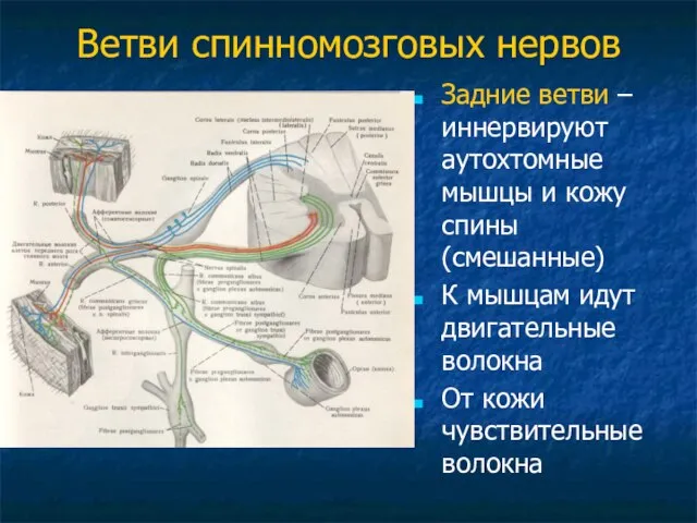 Ветви спинномозговых нервов Задние ветви – иннервируют аутохтомные мышцы и кожу