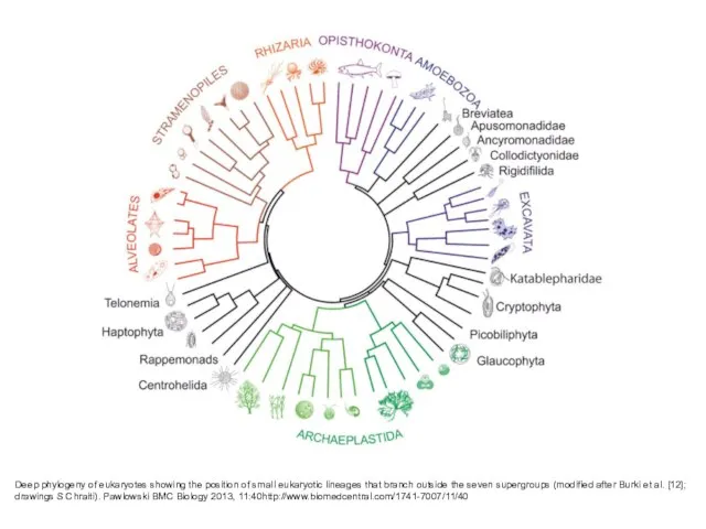 Deep phylogeny of eukaryotes showing the position of small eukaryotic lineages