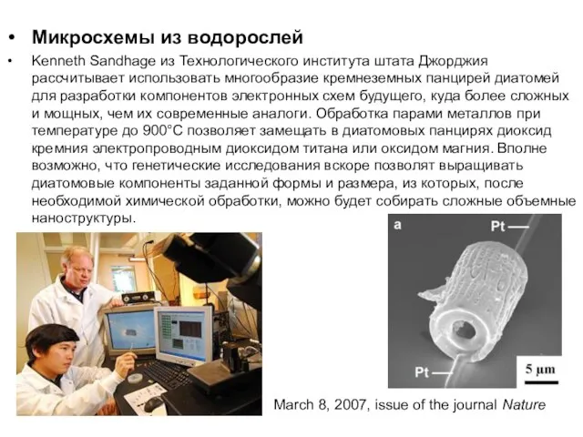 Микросхемы из водорослей Kenneth Sandhage из Технологического института штата Джорджия рассчитывает