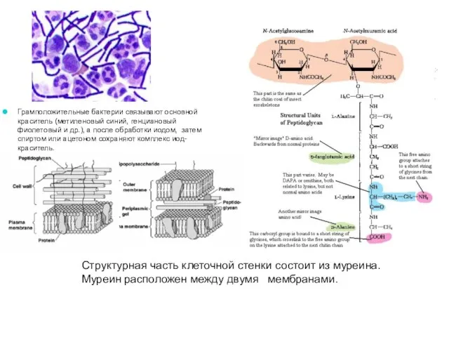 Структурная часть клеточной стенки состоит из муреина. Муреин расположен между двумя