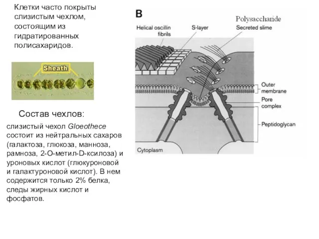 Состав чехлов: слизистый чехол Gloeothece состоит из нейтральных сахаров (галактоза, глюкоза,