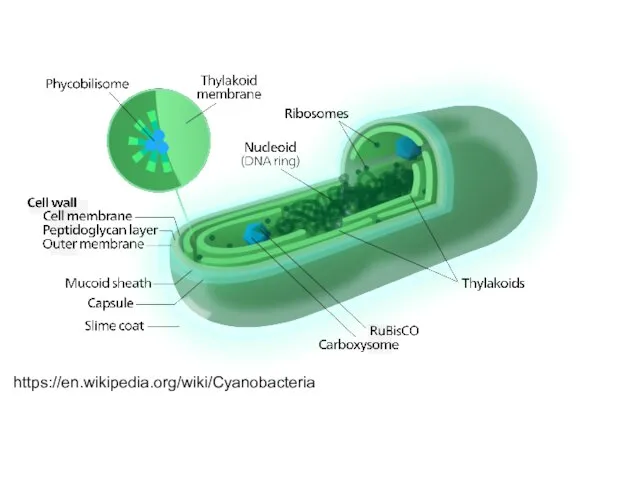 https://en.wikipedia.org/wiki/Cyanobacteria