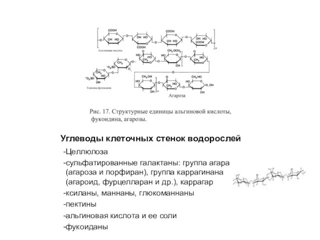 Углеводы клеточных стенок водорослей Целлюлоза сульфатированные галактаны: группа агара (агароза и