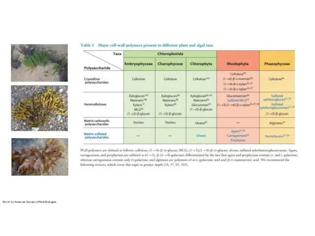 ©2010 by American Society of Plant Biologists