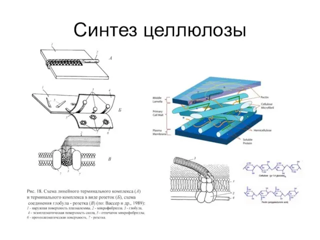 Синтез целлюлозы