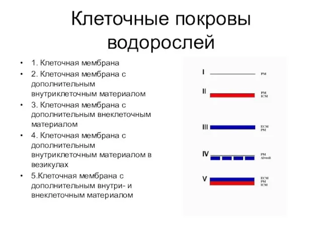 Клеточные покровы водорослей 1. Клеточная мембрана 2. Клеточная мембрана с дополнительным