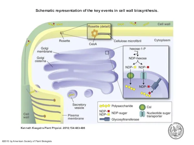 Schematic representation of the key events in cell wall biosynthesis. Kenneth