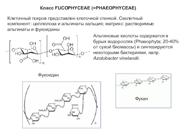 Фукоидан Класс FUCOPHYCEAE (=PHAEOPHYCEAE) Клеточный покров представлен клеточной стенкой. Скелетный компонент: