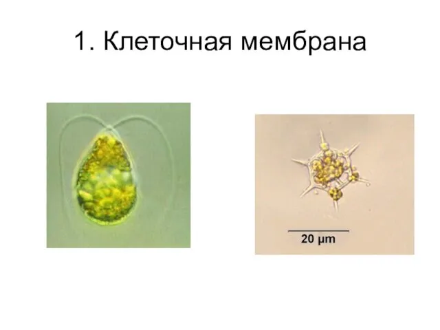 1. Клеточная мембрана