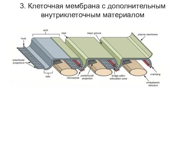 3. Клеточная мембрана с дополнительным внутриклеточным материалом