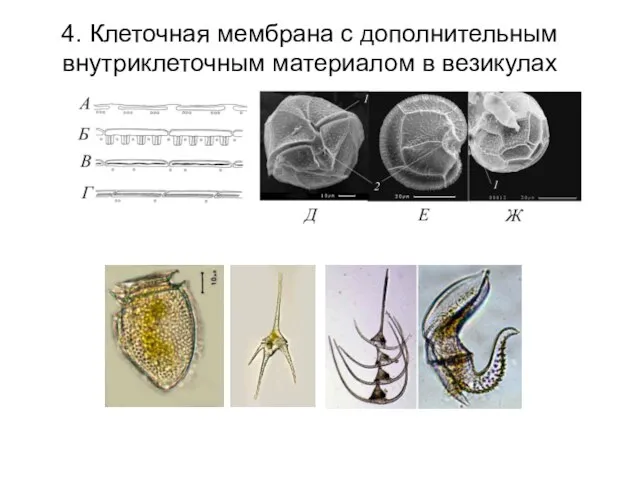 4. Клеточная мембрана с дополнительным внутриклеточным материалом в везикулах