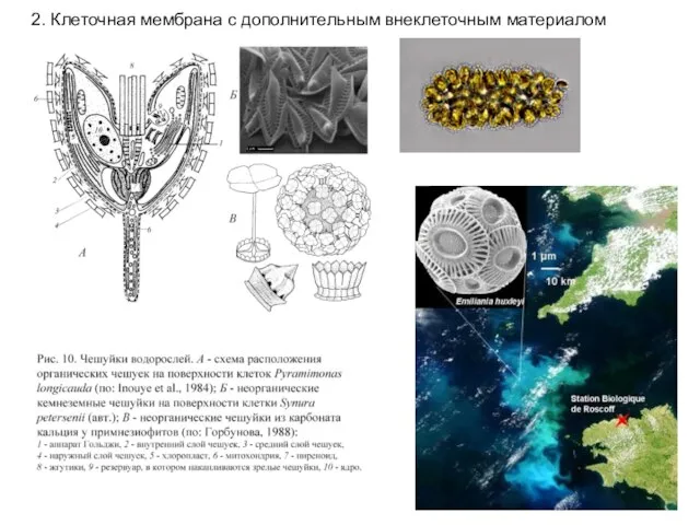 2. Клеточная мембрана с дополнительным внеклеточным материалом