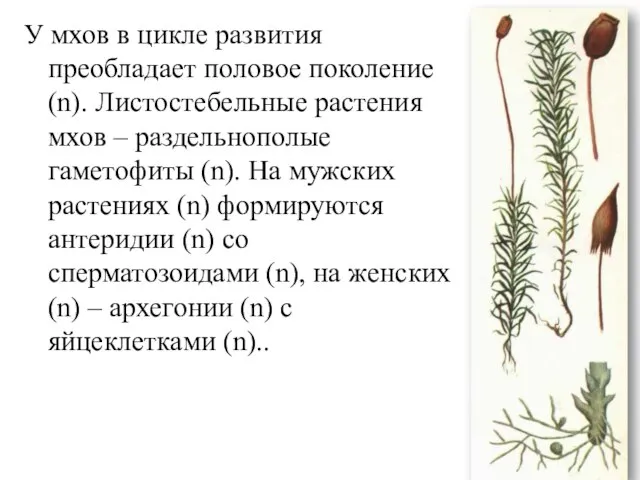 У мхов в цикле развития преобладает половое поколение (n). Листостебельные растения