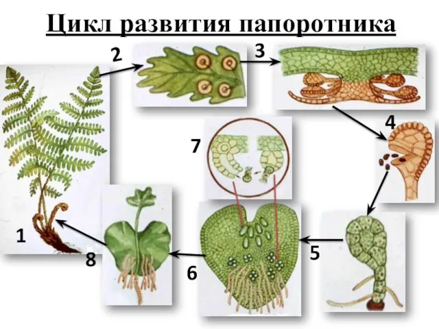 Цикл развития папоротника 2 1 3 4 5 7 6 8