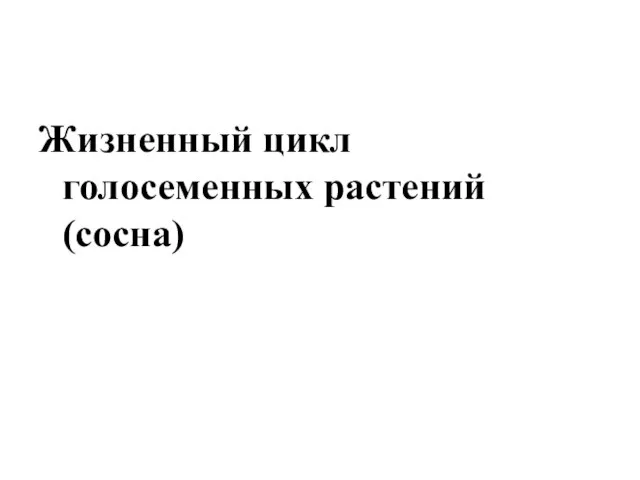 Жизненный цикл голосеменных растений (сосна)