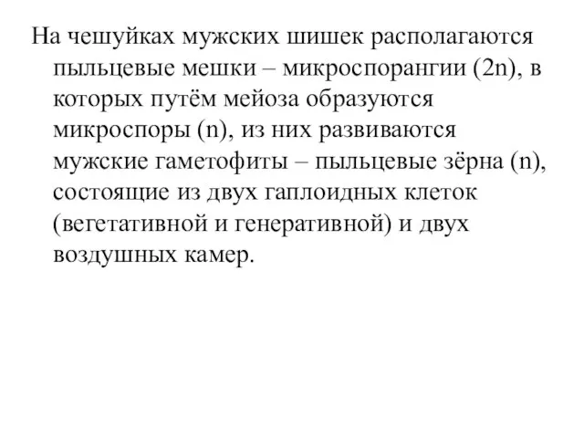 На чешуйках мужских шишек располагаются пыльцевые мешки – микроспорангии (2n), в