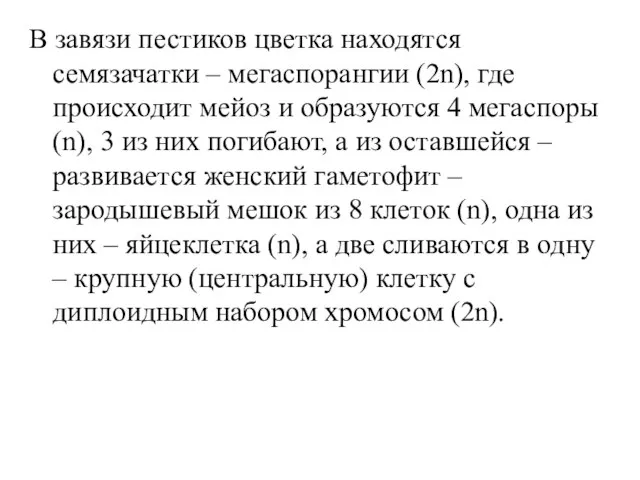 В завязи пестиков цветка находятся семязачатки – мегаспорангии (2n), где происходит