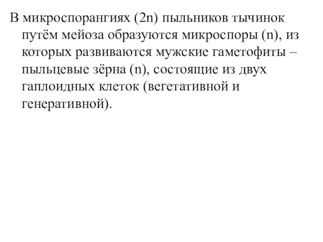 В микроспорангиях (2n) пыльников тычинок путём мейоза образуются микроспоры (n), из