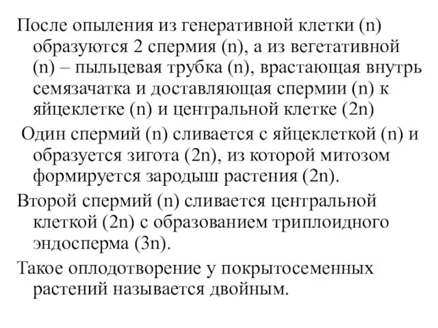 После опыления из генеративной клетки (n) образуются 2 спермия (n), а