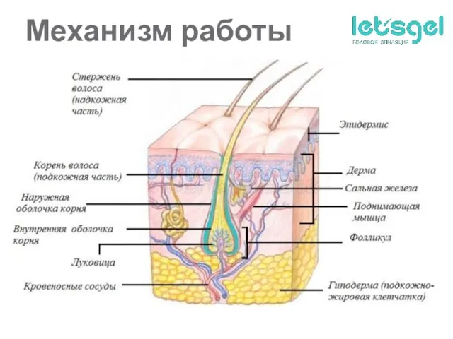 Механизм работы