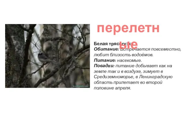 Белая трясогузка. Обитание: Встречается повсеместно, любит близость водоёмов. Питание: насекомые. Повадки: