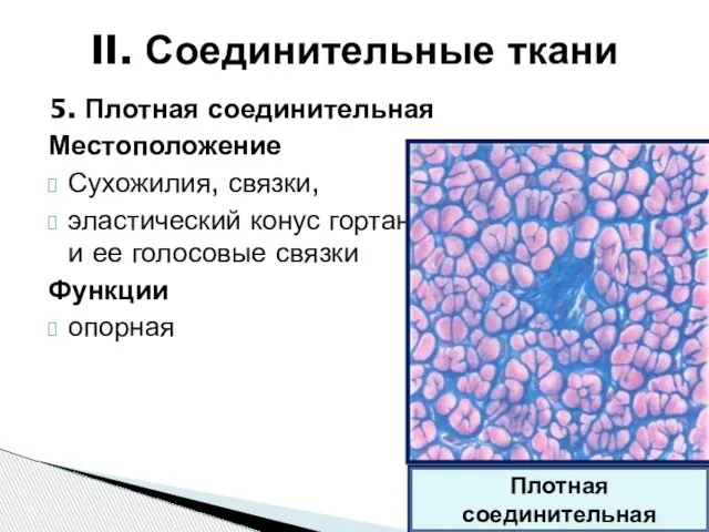 5. Плотная соединительная Местоположение Сухожилия, связки, эластический конус гортани и ее