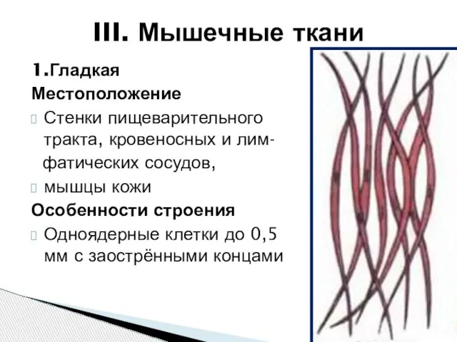 1.Гладкая Местоположение Стенки пищеварительного тракта, кровеносных и лим- фатических сосудов, мышцы