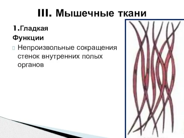 1.Гладкая Функции Непроизвольные сокращения стенок внутренних полых органов III. Мышечные ткани