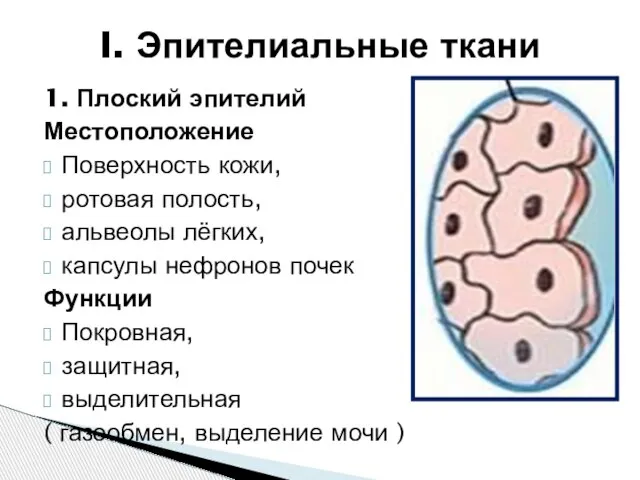 1. Плоский эпителий Местоположение Поверхность кожи, ротовая полость, альвеолы лёгких, капсулы