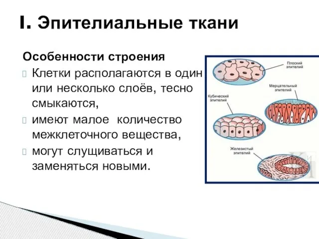 Особенности строения Клетки располагаются в один или несколько слоёв, тесно смыкаются,