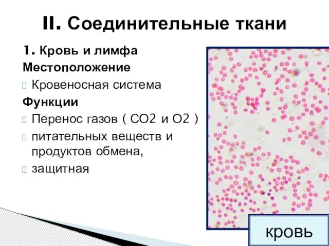 1. Кровь и лимфа Местоположение Кровеносная система Функции Перенос газов (