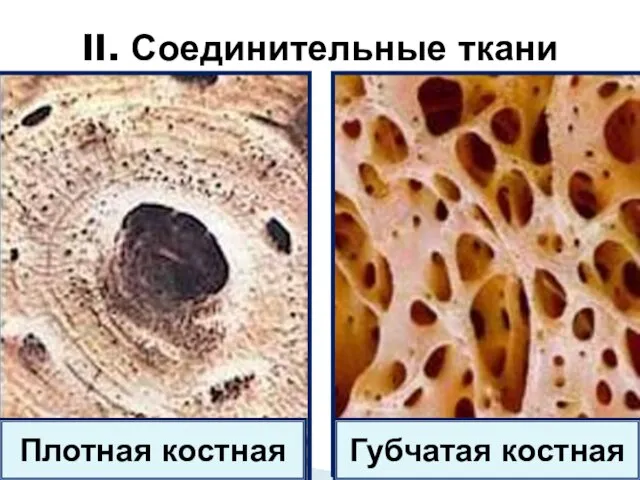 II. Соединительные ткани Губчатая костная Плотная костная