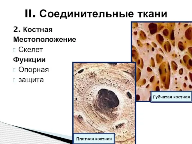 2. Костная Местоположение Скелет Функции Опорная защита II. Соединительные ткани Губчатая костная Плотная костная