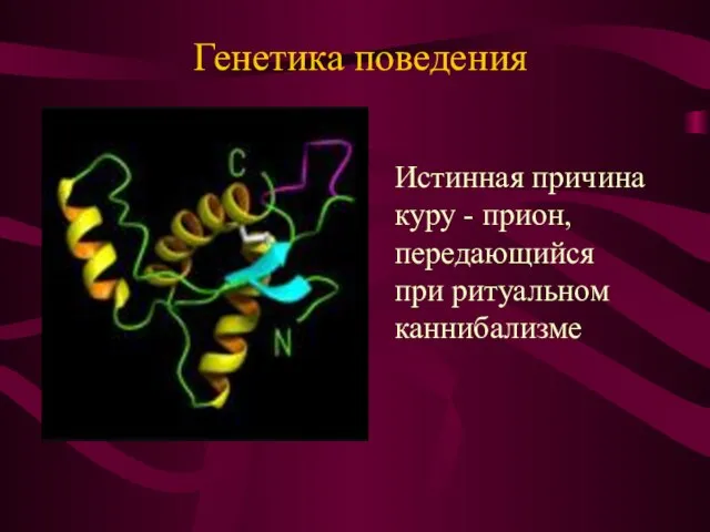 Генетика поведения Истинная причина куру - прион, передающийся при ритуальном каннибализме