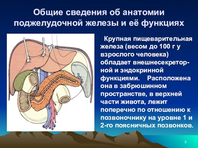 Общие сведения об анатомии поджелудочной железы и её функциях Крупная пищеварительная