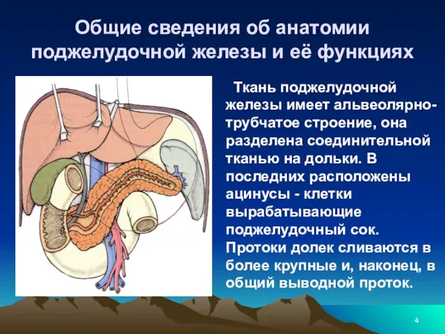 Общие сведения об анатомии поджелудочной железы и её функциях Ткань поджелудочной