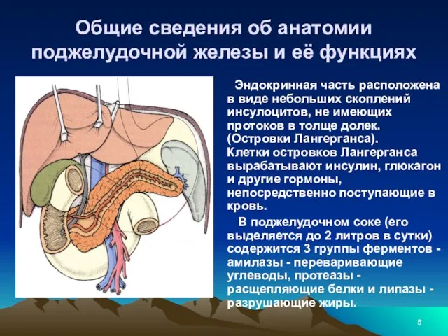 Общие сведения об анатомии поджелудочной железы и её функциях Эндокринная часть