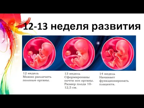 12-13 неделя развития