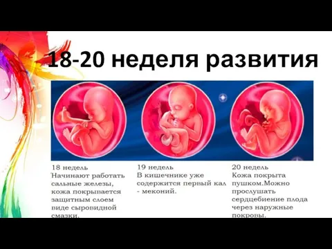 18-20 неделя развития